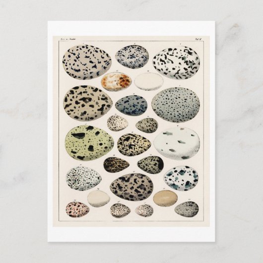 ヴィンテージ絵葉書のOKENによる鳥卵図 ポストカード (正面)