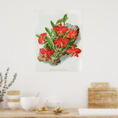 ヴィンテージ緋色ソフロニティオーキッド花 ポスター (キッチン)