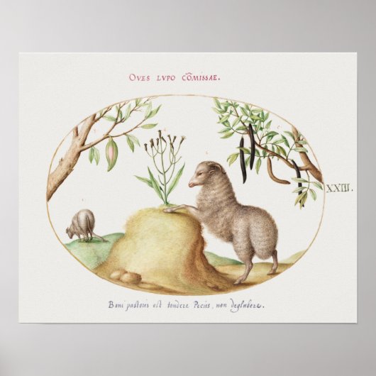 ヴィンテージ羊ポスター ポスター (正面)