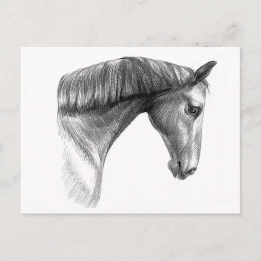 ヴィンテージ美しいダークホース ポストカード (正面)