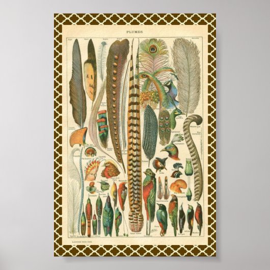 ヴィンテージ羽毛 ポスター (正面)