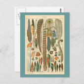 ヴィンテージ羽毛 ポストカード (正面/裏面)