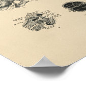 ヴィンテージ耳解剖学1880プリント ポスター (角)