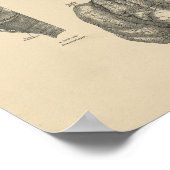 ヴィンテージ肺ハート解剖学1880プリント ポスター (角)