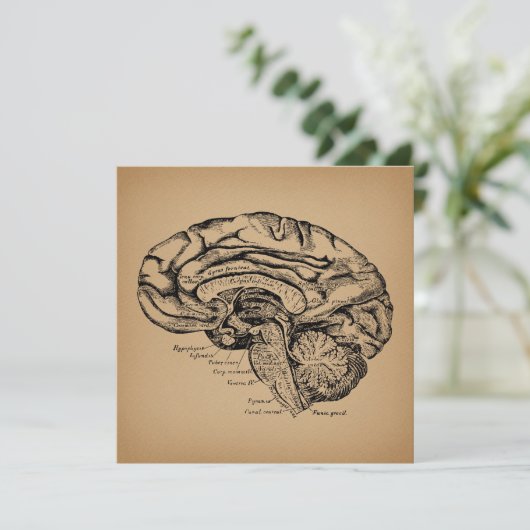 ヴィンテージ脳図アンティーク医学解剖学術 シーズンカード (スタンド正面)