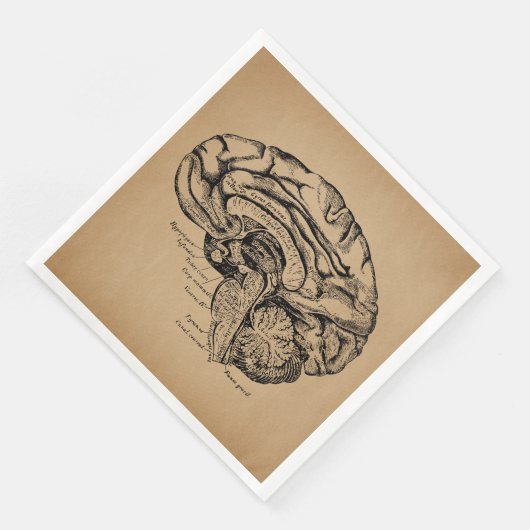 ヴィンテージ脳図アンティーク医療解剖学 (コーナー)