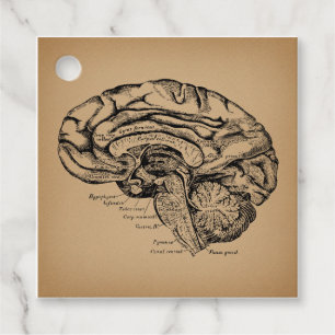 ヴィンテージ脳図アンティーク医療解剖学 フェイバータグ
