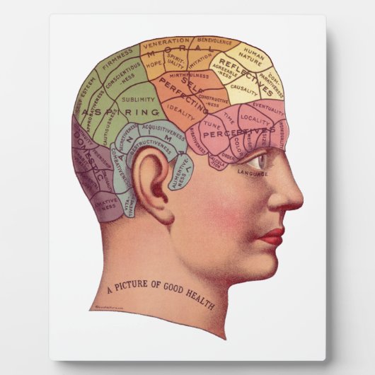 ヴィンテージ脳機能イラストレーション フォトプラーク (正面)