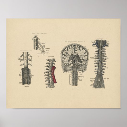 ヴィンテージ脳脊髄解剖学1880プリント ポスター (正面)
