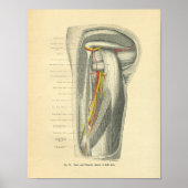 ヴィンテージ腕と肩の泡立て解剖学 ポスター (正面)