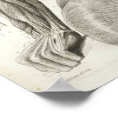 ヴィンテージ腕の首の筋肉の医療プリント ポスター (角)