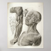 ヴィンテージ腕の首の筋肉の医療プリント ポスター (正面)