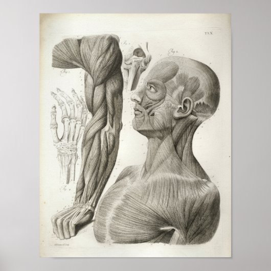 ヴィンテージ腕の首の筋肉の医療プリント ポスター (正面)