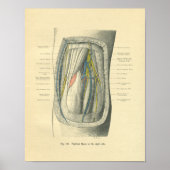 ヴィンテージ膝と脚のフロース解剖学 ポスター (正面)