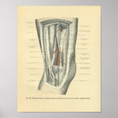 ヴィンテージ膝と脚のフロース解剖学 ポスター (正面)