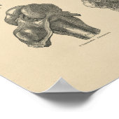 ヴィンテージ膝関節解剖学1880プリント ポスター (角)