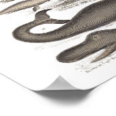 ヴィンテージ自然史哺乳類 ポスター (角)