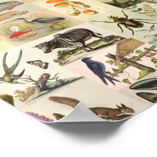 ヴィンテージ自然史美術館植物館 ポスター (角)