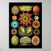 ヴィンテージ航海のアシュディアエバイエルンストヘイケル ポスター (正面)