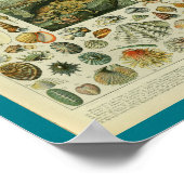 ヴィンテージ色のシーライフの貝のプリント ポスター (角)