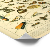 ヴィンテージ色の昆虫の芸術のプリント ポスター (角)