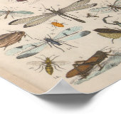 ヴィンテージ色有翼昆虫プリント ポスター (角)