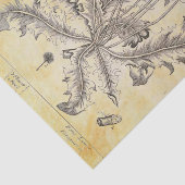 ヴィンテージ花と根の切り離し 薄葉紙 (詳細)