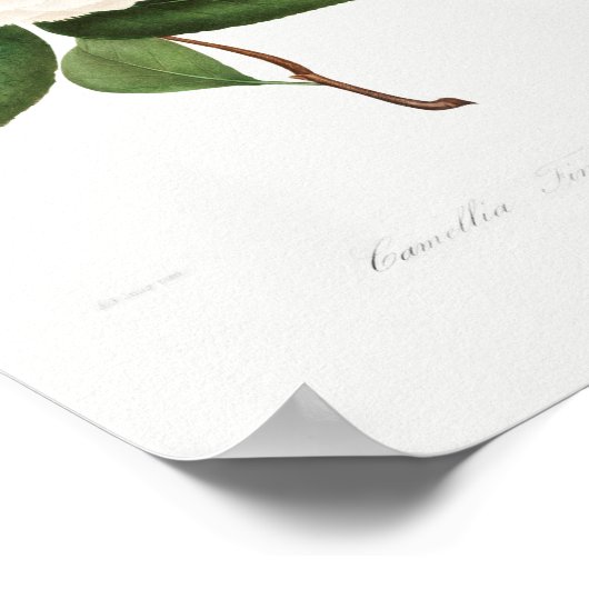 ヴィンテージ花イラストレーション ポスター (角)