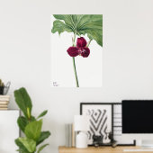 ヴィンテージ花イラストレーション ポスター (ホームオフィス)