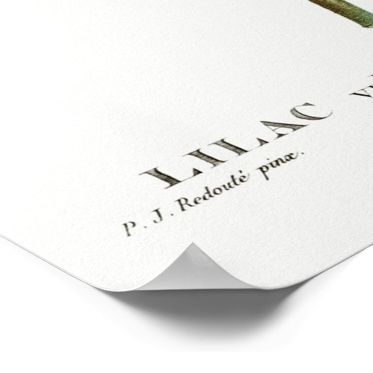 ヴィンテージ花イラストレーション ポスター (角)