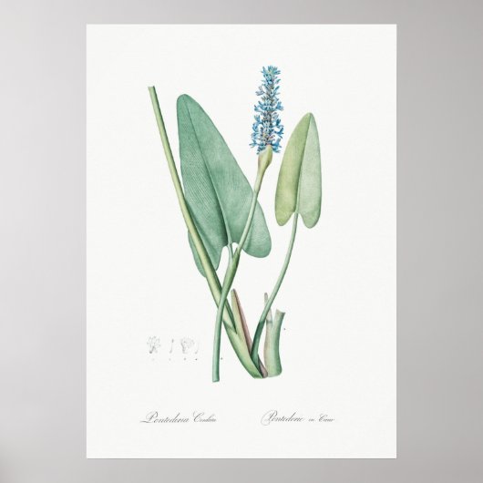 ヴィンテージ花イラストレーション ポスター (正面)