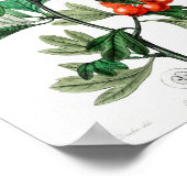 ヴィンテージ花イラストレーション ポスター (角)