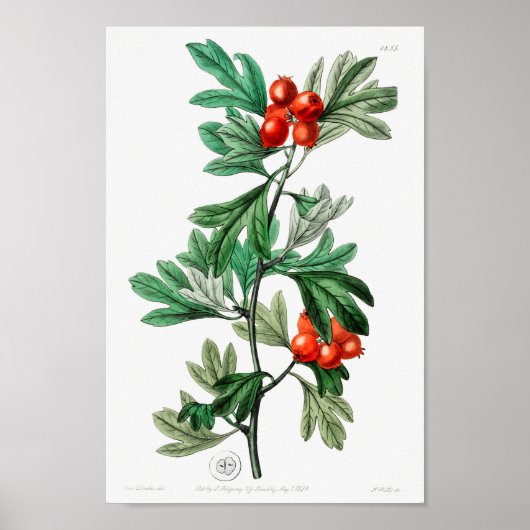 ヴィンテージ花イラストレーション ポスター (正面)