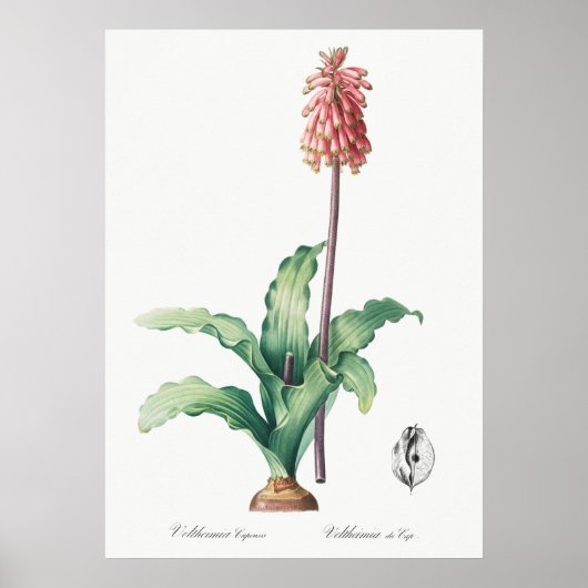 ヴィンテージ花イラストレーション ポスター (正面)