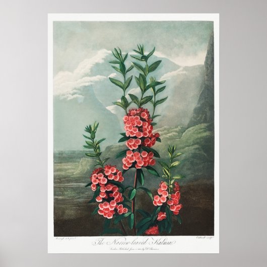 ヴィンテージ花イラストレーション ポスター (正面)