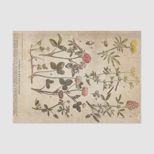 ヴィンテージ花図科学的な分離 薄葉紙 (正面)