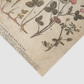 ヴィンテージ花図科学的な分離 薄葉紙 (詳細)