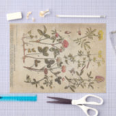 ヴィンテージ花図科学的な分離 薄葉紙 (クラフト)