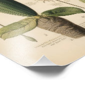 ヴィンテージ花 フォトプリント            (角)