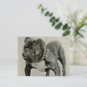 ヴィンテージ英語ブルドッグ写真 ポストカード (スタンド正面)