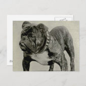 ヴィンテージ英語ブルドッグ写真 ポストカード (正面/裏面)