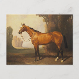 ヴィンテージ茶色のサラブレッド馬 ポストカード