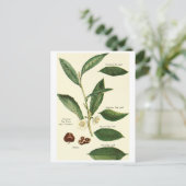 ヴィンテージ茶葉イラストレーションはがきレシピカード ポストカード (スタンド正面)