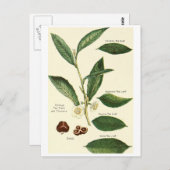 ヴィンテージ茶葉イラストレーションはがきレシピカード ポストカード (正面/裏面)
