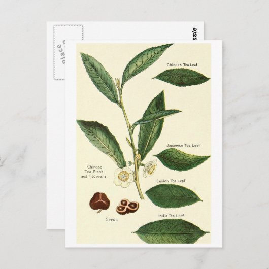 ヴィンテージ茶葉イラストレーションはがきレシピカード ポストカード (正面/裏面)