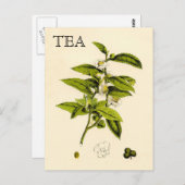 ヴィンテージ茶 ポストカード (正面/裏面)
