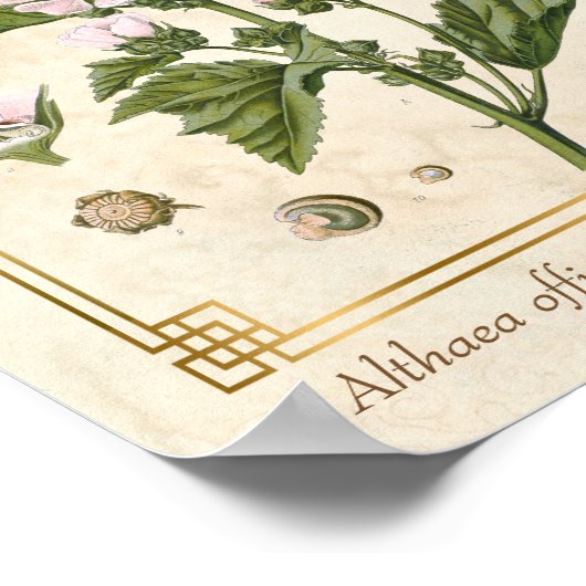 ヴィンテージ草木マシュマロ植物芸術 ポスター (角)