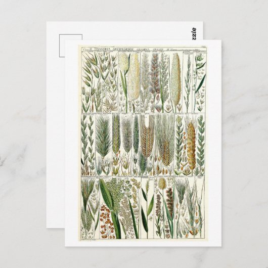 ヴィンテージ草植物図 ポストカード (正面/裏面)
