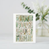 ヴィンテージ草植物図 ポストカード (スタンド正面)