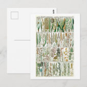 ヴィンテージ草植物図 ポストカード (正面/裏面)